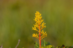 Palicourea blanchetiana