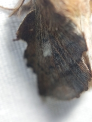 Phyllodesma americana