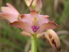Eulophia aculeata huttonii