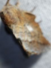 Phyllodesma americana