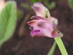 Eulophia aculeata huttonii