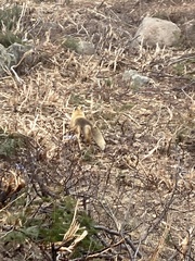 Vulpes vulpes deletrix