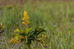 Palicourea blanchetiana