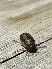 Phyllophaga hirticula