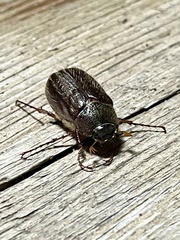Phyllophaga hirticula