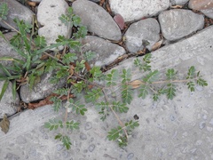 Kallstroemia grandiflora