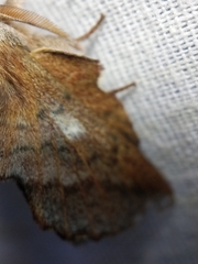 Phyllodesma americana