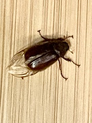 Phyllophaga hirticula