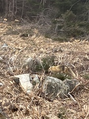 Vulpes vulpes deletrix