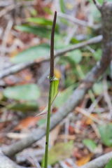 Anthurium raimundii