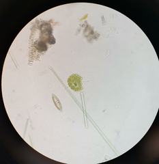 Hydrodictyaceae