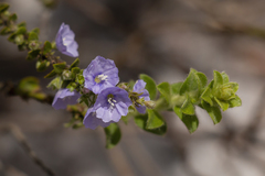 Evolvulus maximiliani