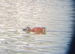 Spatula clypeata × cyanoptera