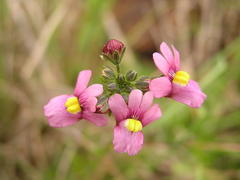 Nemesia denticulata