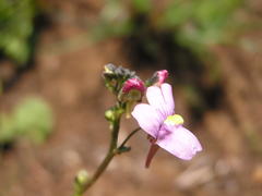 Nemesia denticulata