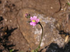 Nemesia denticulata