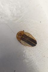 Cratomorphus aequalis