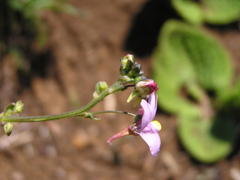Nemesia denticulata