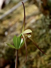 Isotria verticillata