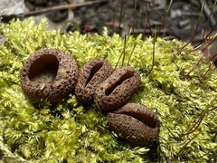 Plicariella