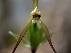 Isotria verticillata