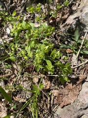 Euphorbia commutata