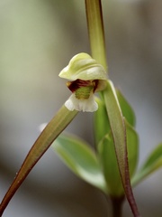 Isotria verticillata
