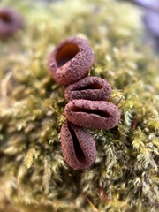 Plicariella