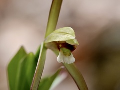 Isotria verticillata