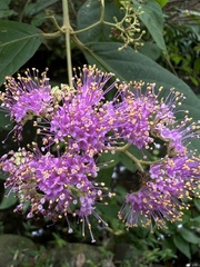 Callicarpa pilosissima