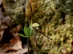 Isotria verticillata