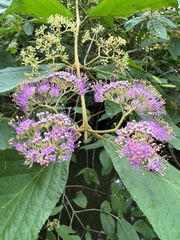 Callicarpa pilosissima