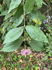 Callicarpa pilosissima
