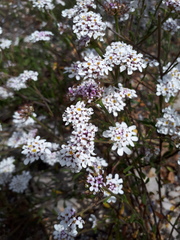 Iberis procumbens