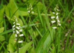 Spiranthes lucida