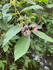 Callicarpa pilosissima