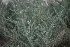 Halogeton