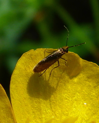 Micropterix calthella