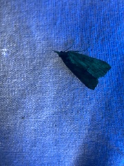 Hypena scabra