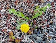 Taraxacum officinale
