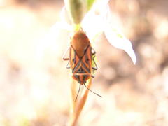 Spilostethus rivularis