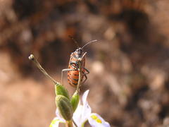 Spilostethus rivularis
