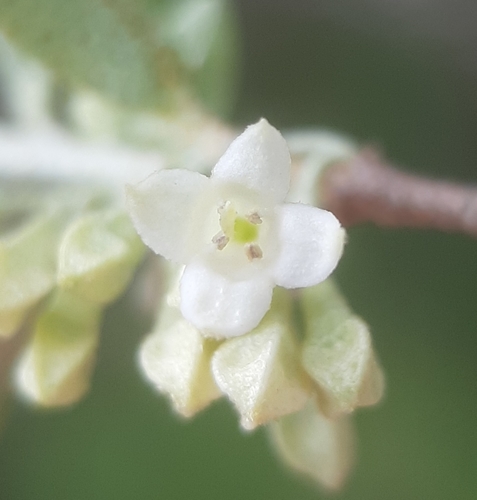 Elaeagnus umbellata