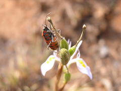Spilostethus rivularis