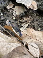 Argia extranea