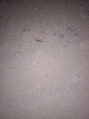 Peruphasma pentlandi