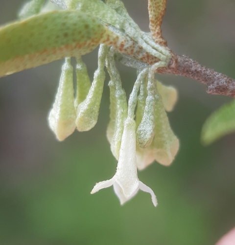 Elaeagnus umbellata