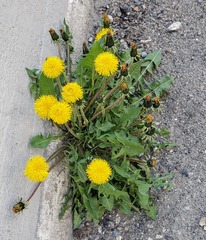 Taraxacum officinale