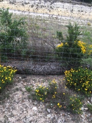 Thymophylla tenuiloba