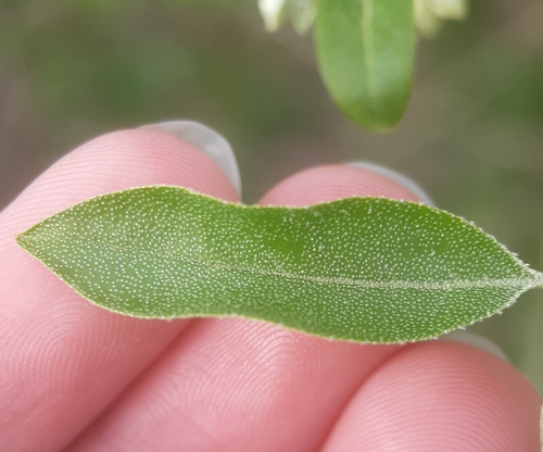 Elaeagnus umbellata